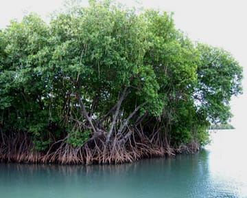 Boat Rides & Water Sports Adventures in Gokarna